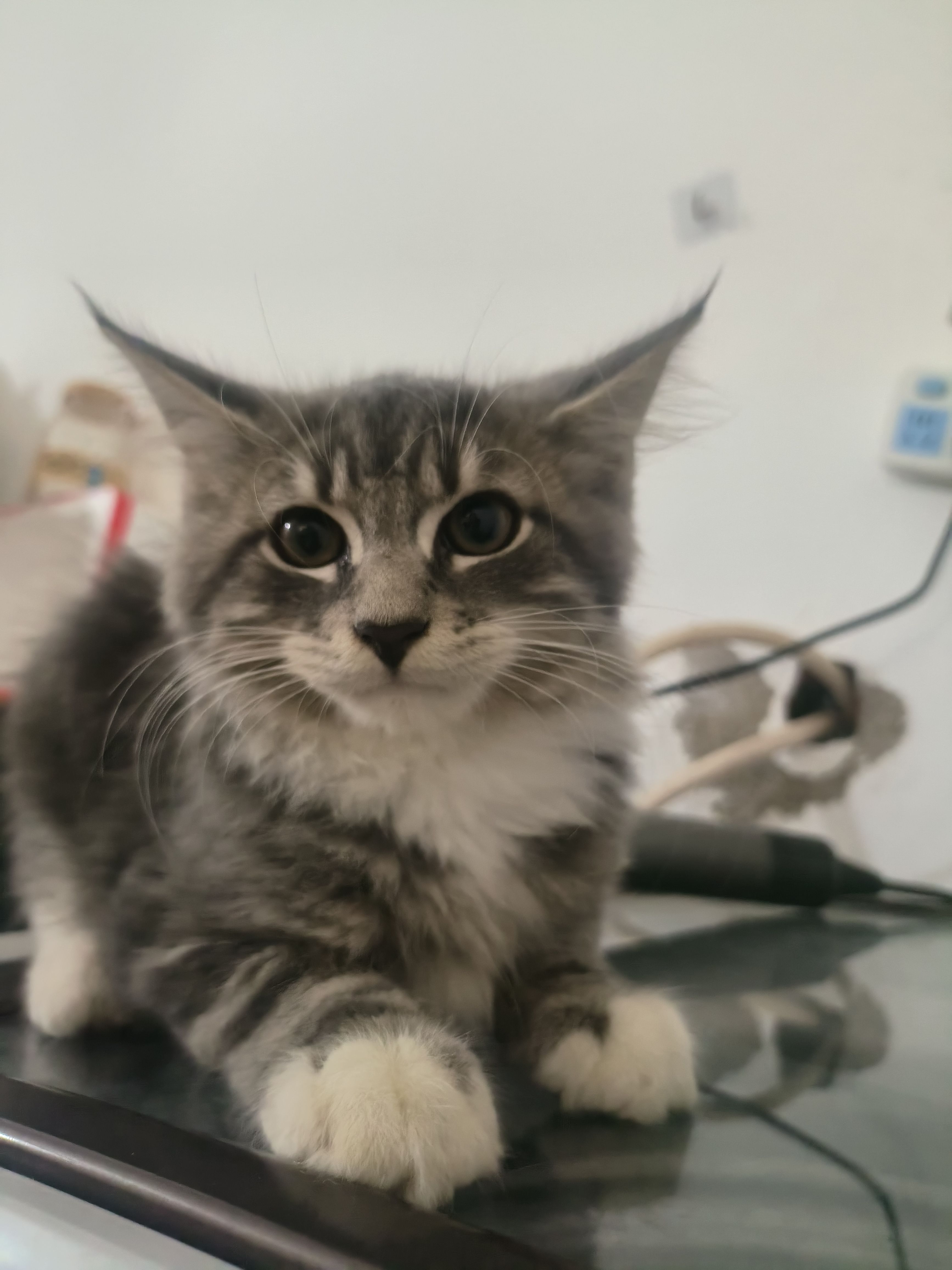 缅因，有异瞳，大脚